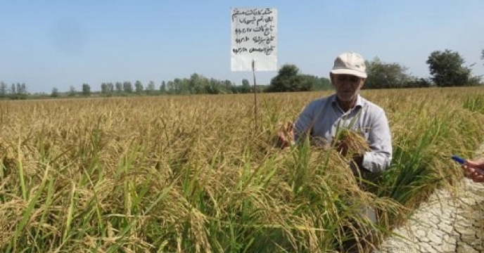 کشت برنج به شیوه خشکه کاری در بهشهر مازندران