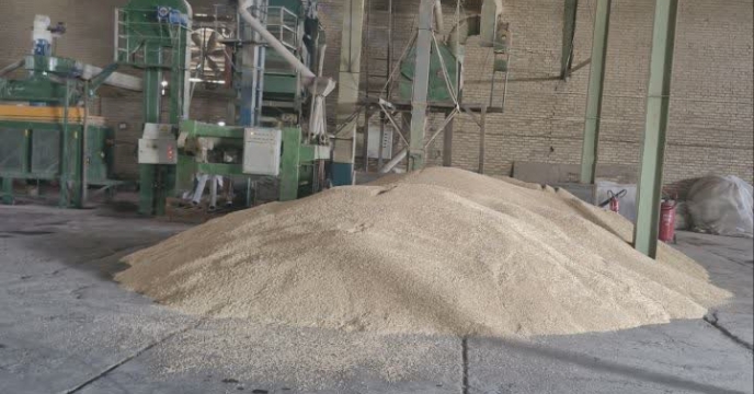 تا کنون بیش از 500 تن بذر گندم از کشاورزان طرف قرارداد خریداری شده است