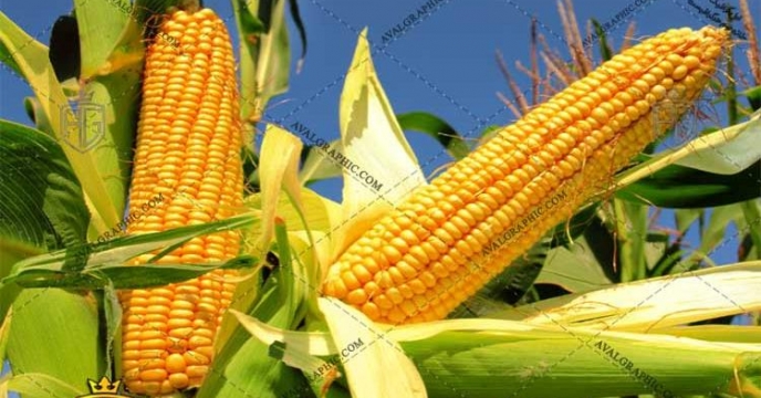 توزیع  مقدار6 تن کود کشاورزی یارانه ای اوره برای مصرف مزارع ذرت دانه ای  شهرستان گرگان در شش ماهه  سال۱۴۰۴