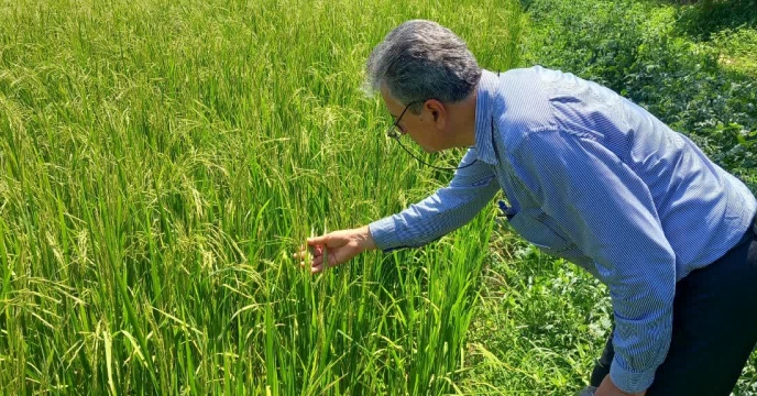 بازدید کارشناس تولید بذر از زمین زراعی در توابع شهرستان صومعه سرا