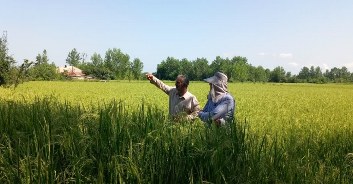نظارت و بررسی کارشناس تولید بذر از زمین زراعی آقای قربانپور روستای دلیوندان