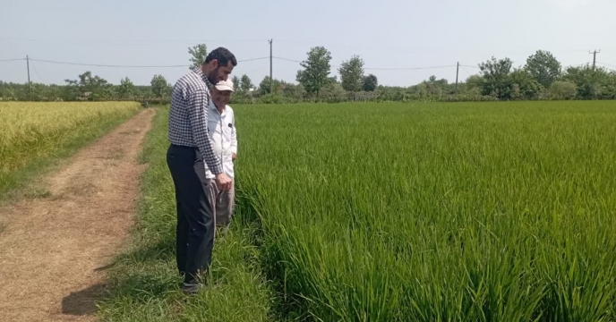 نظارت و بررسی کارشناس تولید بذر از زمین زراعی واقع در آبکنار انزلی