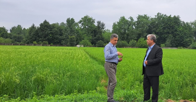 بازدید مدیر و کارشناس تولید بذر شرکت خدمات حمایتی کشاورزی استان گیلان از مزارع برنج