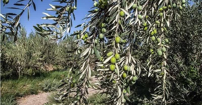 بیش از 605 تن نهاده های کشاورزی به باغداران زیتون در شهرستان رودبار از ابتدا سال جاری توزیع شد