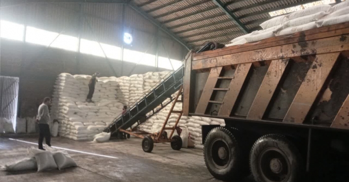 توزیع بیش از 1336 تن کود برای مزارع شلتوک پرمحصول گیلان تا پایان آبان