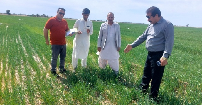 بازدیداز مزارع گندم شهرستان چاهشور توسط مسئول بذر شرکت خدمات حمایتی کشاورزی استان سیستان وبلوچستان 