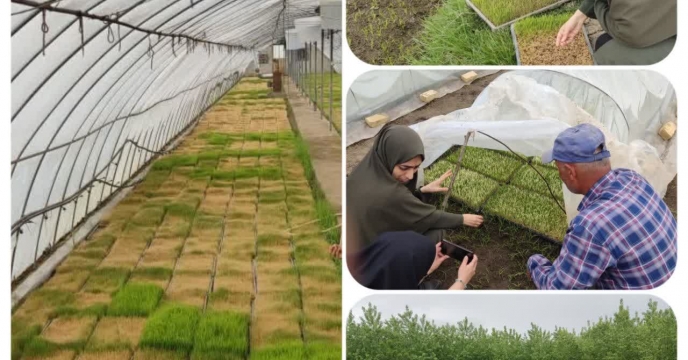 بازدیدکارشناسان حفظ نباتات سازمان و کارشناسان بذر شرکت خدمات حمایتی کشاورزی استان گیلان ازخزانه پرورش نشای پیمانکاران تکثیربذرروستای آبکنار شهرستان بندر انزلی