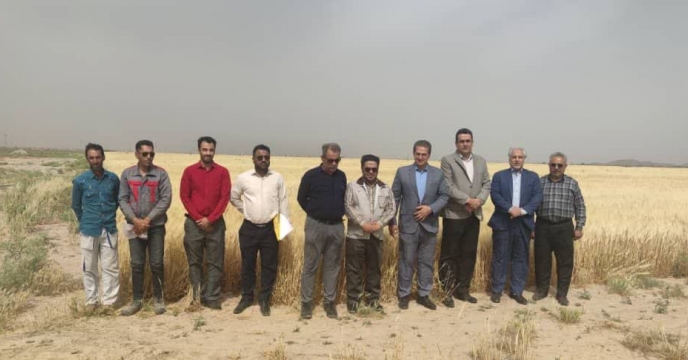 بازدید مدیر فنی و بهبود کیفیت بذر و نهال از مزارع استان خراسان جنوبی انجام شد 