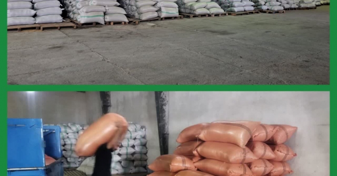 از مزرعه تا انبار؛ نظارت دقیق بر تولید و نگهداری بذر برنج در انبار بذر شرکت خدمات حمایتی کشاورزی استان گیلان