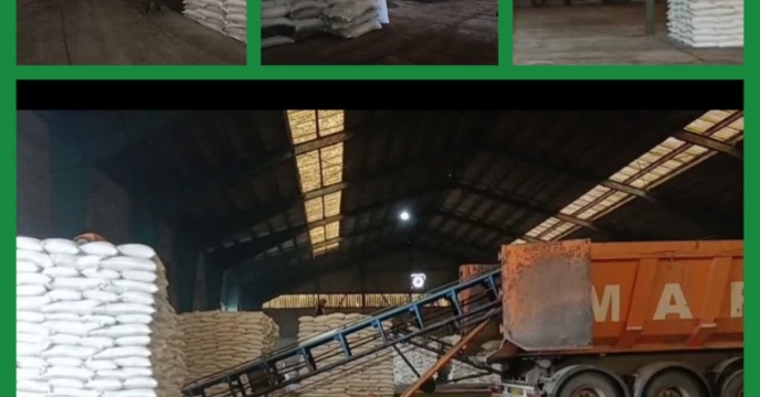 آغاز توزیع کود  کشاورزی در گیلان برای سال زراعی جدید