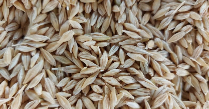 آغاز عملیات تخلیه محصول جو بذری در سایت بوجاری شماره ۱ شرکت خدمات حمایتی کشاورزی استان چهار محال و بختیاری