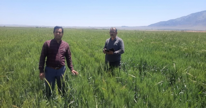 بازدید از مزارع بذری گندم و جو شهرستان میامی استان سمنان
