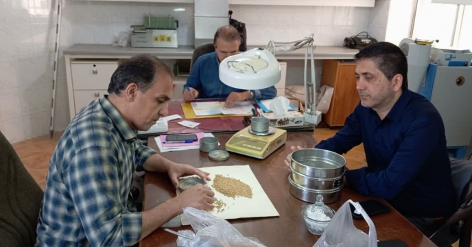 خرید بیش از2871 تن انواع بذر گندم در انبار قرق شرکت خدمات حمایتی کشاورزی استان گلستان