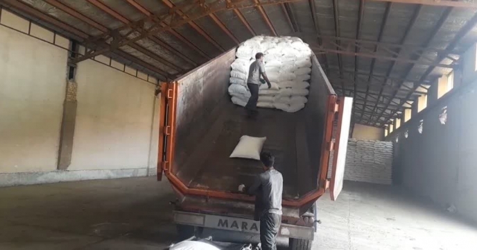 مصرف عنصر حیاتی کود  فسفات برای تقویت مزارع کشاورزان شهرستان گالیکش