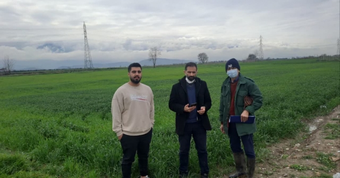 بازدید از مزرعه تکثیری بذر گندم موسی پهلوان نژاد در روستای لمسک شهرستان گرگان