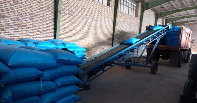 کشت کلزا در شهرستان جعفراباد استان قم با حمایت شرکت خدمات حمایتی کشاورزی استان قم