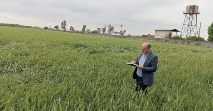 بازدید از وضعیت مزرعه پیمانکاری تکثیری عباس تحری درروستای برفتان شهرستان علی آباد کتول
