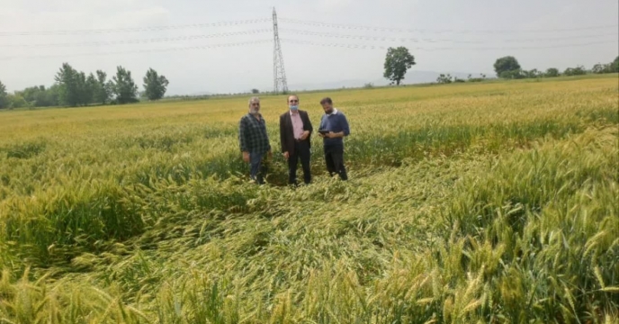 بازدید از وضعیت مزرعه پیمانکار تکثیری موسی پهلوان نژاد درروستای لمسک شهرستان گرگان