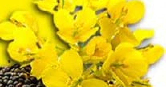 توزیع30 نن  انواع کود کشاورزی یارانه ای از طریق سامانه پایش مواد کودی برای محصول گندم  کشاورزان کلزا کار شهرستان  آزادشهردر فروردین ماه سال1404