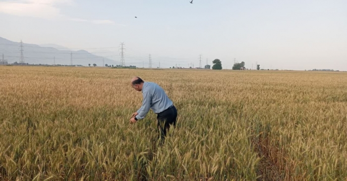 بازدید از وضعیت مزرعه پیمانکار تکثیری محموذ محمودی درروستای رحمت آباد شهرستان علی آباد کتول
