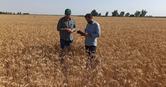 بازرسی نهایی و برآورد عملکرد محصول از  مزرعه پیمانکار تکثیری حسین عطاری درروستای اوج‌تپه شهرستان آق قلا