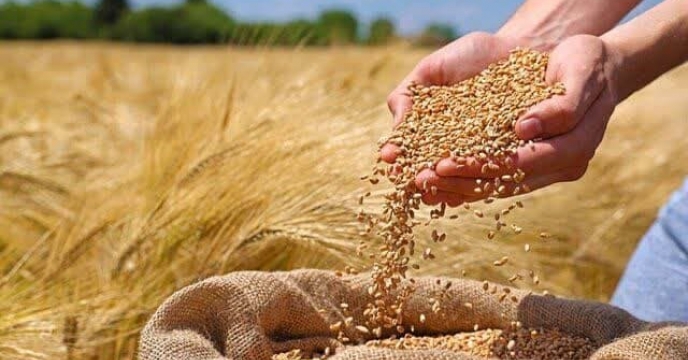 پیش بینی تولید ۲۵۰۰ تن بذر گواهی‌ شده و مادری  گندم