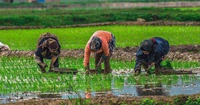 ۷ هزار۱۷ فقره حواله الکترونیکی صادر شده در سامانه پایش مواد کودی برای محصولات کشاورزی زراعی و باغی برای کشاورزان شهرستان علی آباد کتول در دو ماه سال جاری   