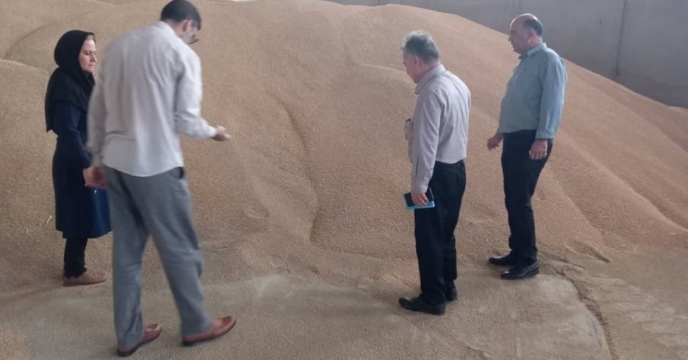 بازدید کارشناسان موسسه تحقیقات ثبت و گواهی بذر و نهال استان از وضعیت خرید بذر گندم