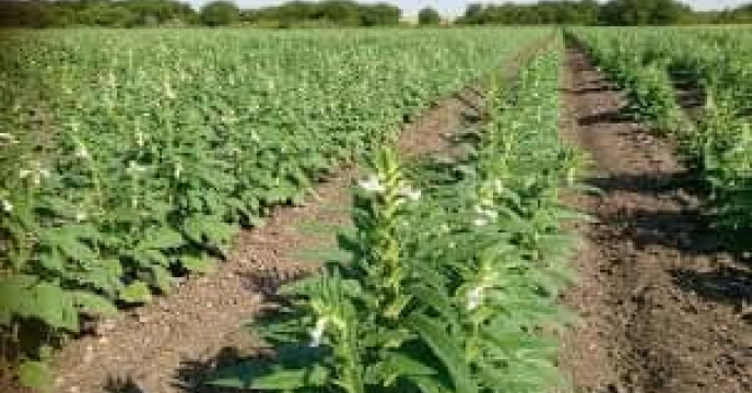 توزیع  مقدار تقریبی 6 تن انواع کود کشاورزی یارانه ای برای کشاورزان کنجد کار کار شهرستان  علی آباد کتول در سه ماهه سال۱۴۰۴