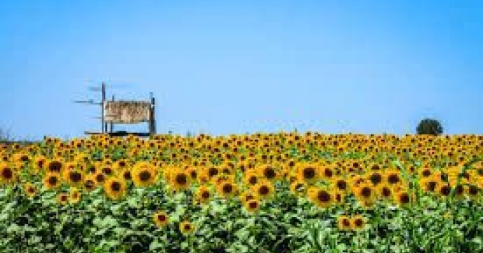 توزیع  مقدار 2 تن انواع کود کشاورزی یارانه ای برای کشاورزان آفتابگردان شهرستان بندرگز در شش ماه