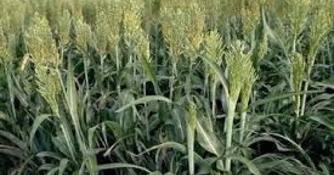 توزیع  مقدار6 تن کود کشاورزی یارانه ای اوره برای  کشاورزان  سورگوم علوفه ای شهرستان گنبد در شش ماهه سال۱۴۰۴