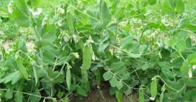توزیع  مقدار9 تن کود کشاورزی یارانه ای اوره برای کشاورزان نخود شهرستان مینودشت در شش ماه سال۱۴۰۴