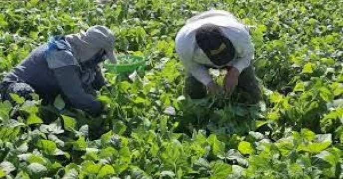 توزیع  مقدار12 تن کود کشاورزی یارانه ای اوره برای کشاورزان لوبیا کار شهرستان کردکوی در شش ماهه سال۱۴۰۴