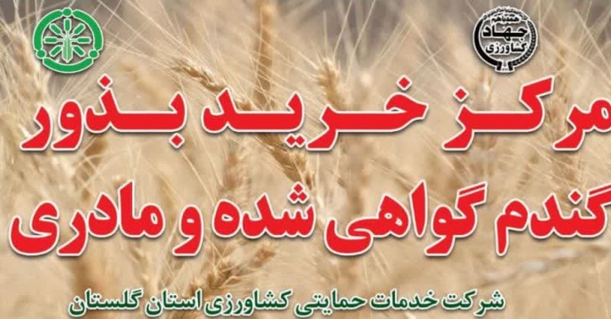 آغاز به کار مرکز خرید بذر تکثیری گندم  گواهی شده و مادری شرکت خدمات حمایتی کشاورزی استان گلستان