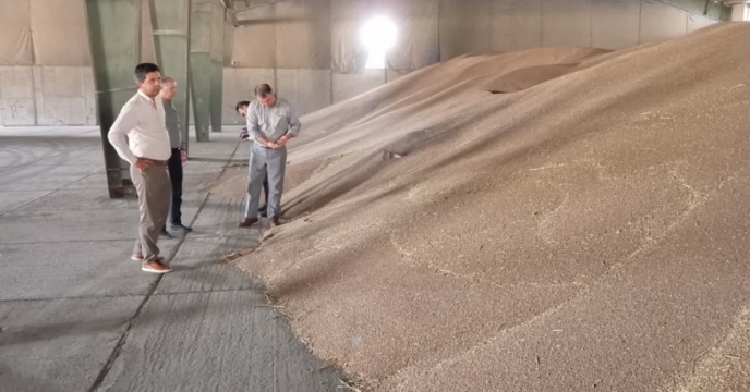 خرید بیش از4063 تن انواع بذر گندم در گلستان
