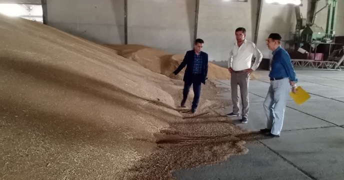 بازدید مدیر شرکت خدمات حمایتی کشاورزی استان گلستان از سایت خرید بذر گندم در انبار  قرق