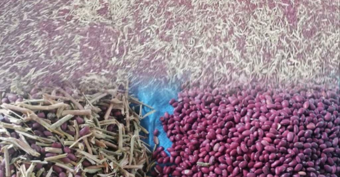 تسهیل فرآیند بوجاری بذر برای کشاورزان ارزوئیه در ایستگاه‌های استان کرمان