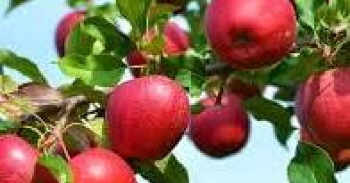 حضور مدیر و کارکنان شرکت خدمات حمایتی کشاورزی استان تهران در چهارمین جشنواره سیب دماوند