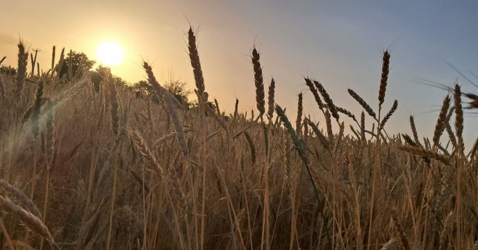 توزیع کود در استان کرمان برای محصول جو و گندم 78 درصد افزایش داشته است