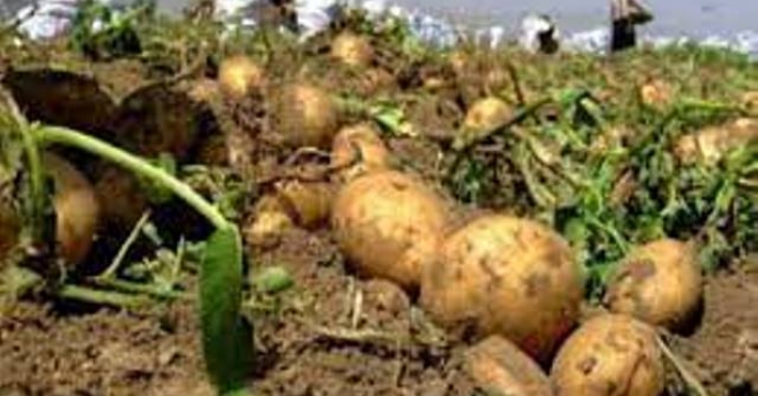 تامین کود مورد نیاز کاشت سیب زمینی در شهرستان سمیرم