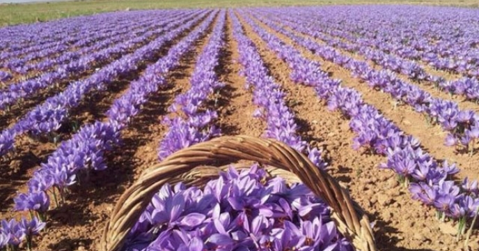 تامین کود مورد نیاز مزارع کاشت زعفران در شهرستان نطنز