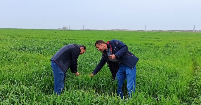 بازدید از مزارع  پیمانکاران تکثیری بذر گندم شهرستان گرگان