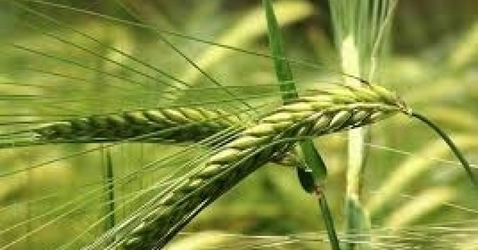 تحویل بیش از 19000 فقره حواله الکترونیکی برای پشتیبانی از  کشت گندم،جو و کلزا در جنوب کرمان