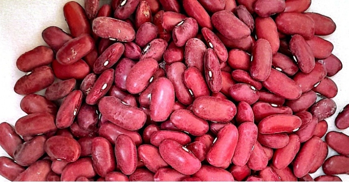 عملیات بوجاری بذر لوبیا قرمز در شرکت خدمات حمایتی کشاورزی استان کرمان