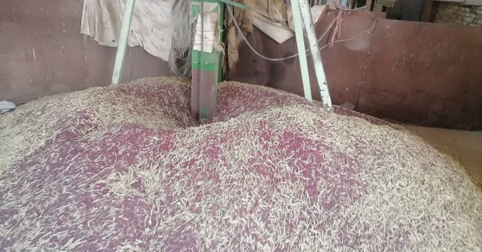 آغاز عملیات بوجاری بذر لوبیا قرمز در شرکت خدمات حمایتی کشاورزی استان کرمان