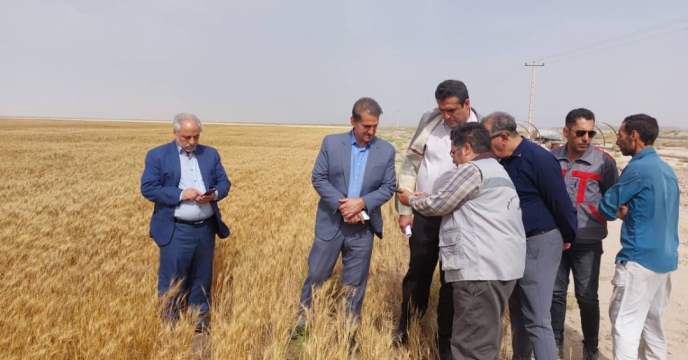بازدید مدیر امور ماشین ها و ادوات کشاورزی شرکت از مزارع تکثیر بذر استان خراسان جنوبی