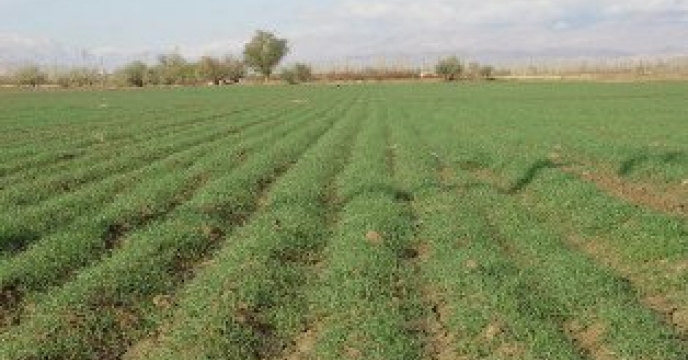 توزیع 14800 تن کود پتاسه برای افزایش کیفی محصولات کشاورزی در استان مازندران