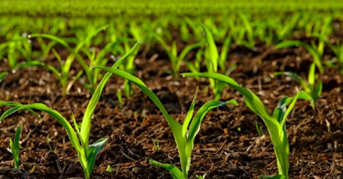 به منظور تامین کود کشاورزی با قیمت بهینه، قیمت جهانی انواع کود کشاورزی مورد رصد و پایش قرار گرفت