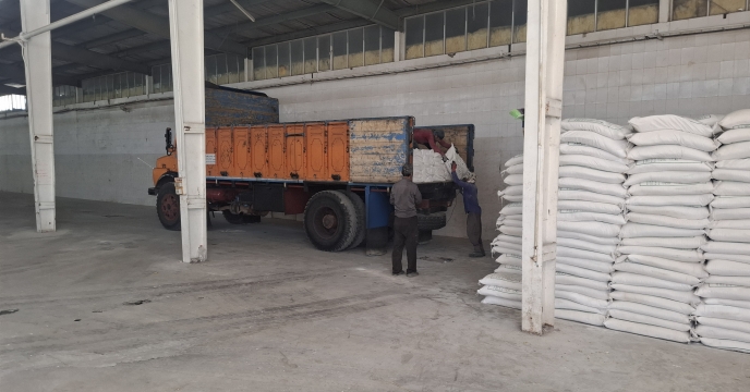 خرید 336 تن کود کشاورزی توسط کارگزاران توزیع نهاده ها در جنوب کرمان؛ تسریع در تامین نهاده‌های کشاورزی