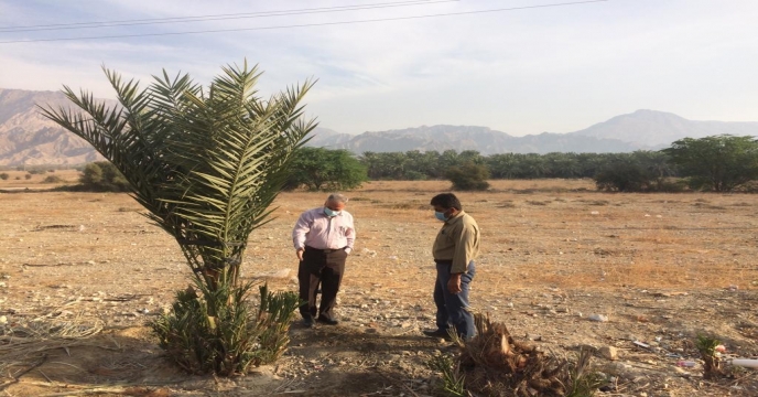 بازدید مدیر شرکت خدمات حمایتی کشاورزی استان بوشهر از  نهالستان لاور خورموج